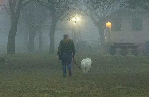 Dog walker in a foggy park