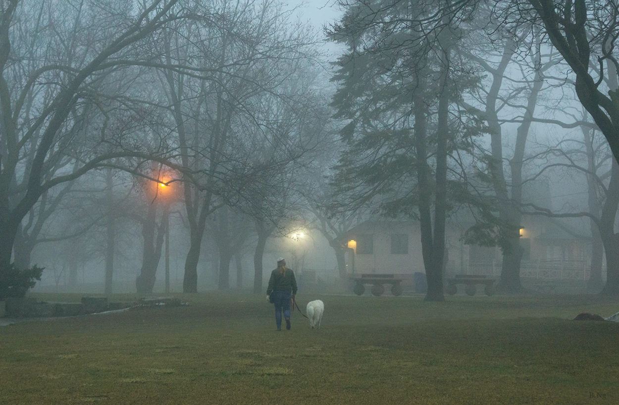 Dog walker in a foggy park